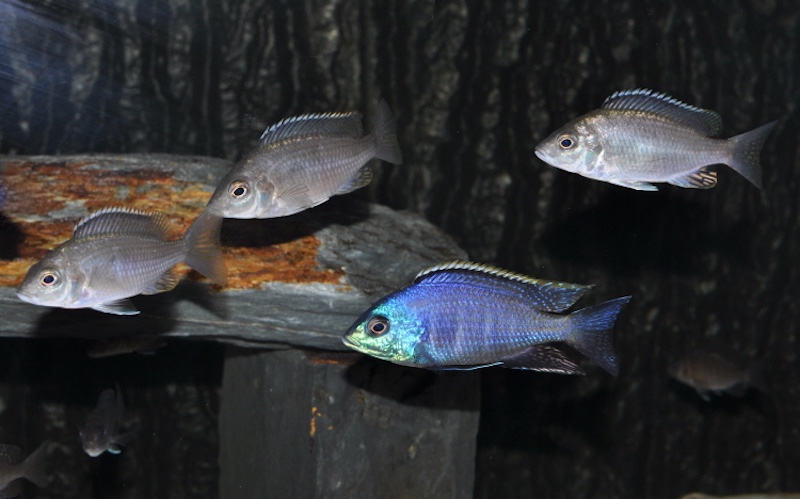 Placidochromis sp. 'blue otter' Tsano Rock